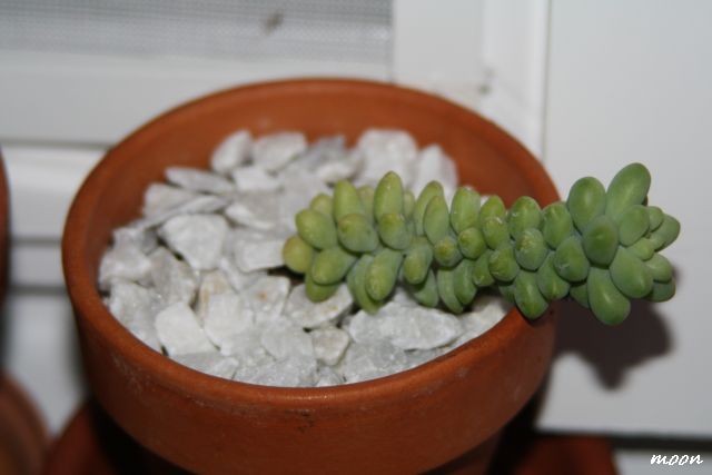 sedum burrito